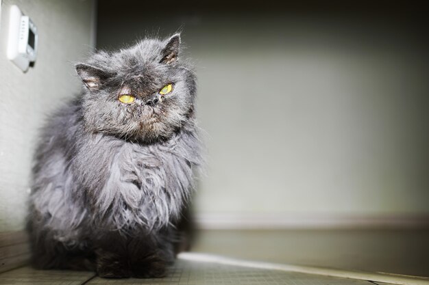 Portrait of striped cat, close up cute little gray cat, portrait of resting cat