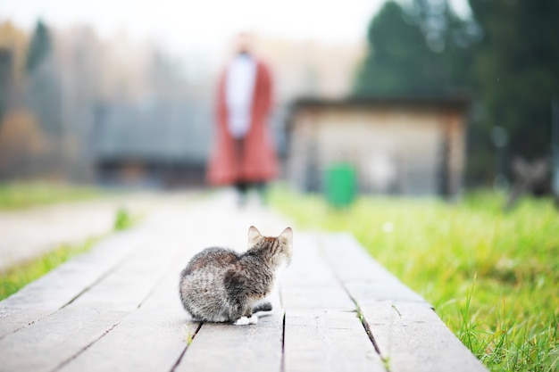 縞模様の猫の肖像画、かわいい小さな灰色の猫のクローズアップ、休息中の猫の肖像画