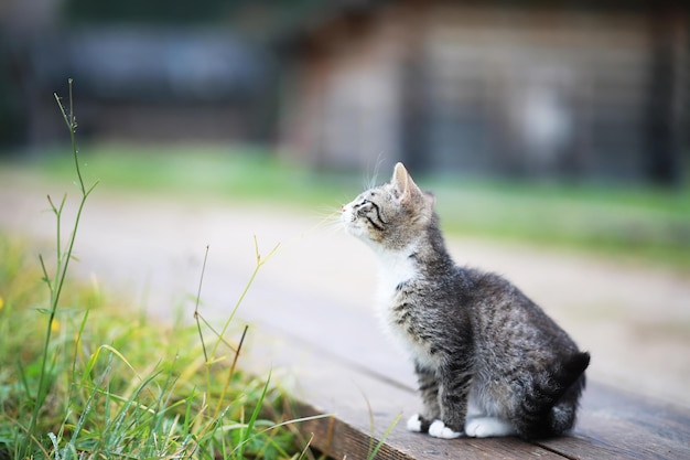 Портрет полосатой кошки, крупным планом милый маленький серый кот, портрет отдыхающей кошки