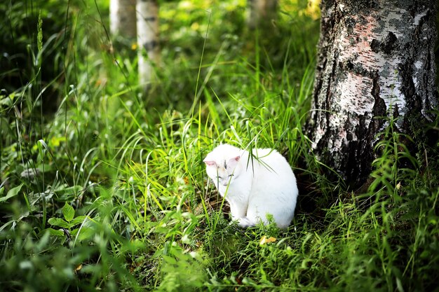 Portrait of striped cat close up cute little gray cat portrait of resting cat