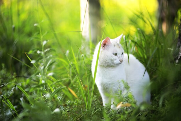 Ritratto di gatto a strisce, primo piano carino gattino grigio, ritratto di gatto a riposo