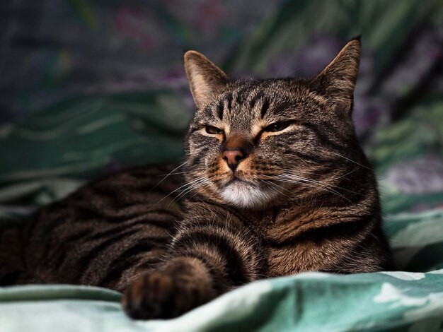 Portrait of a striped cat with yellow eyes