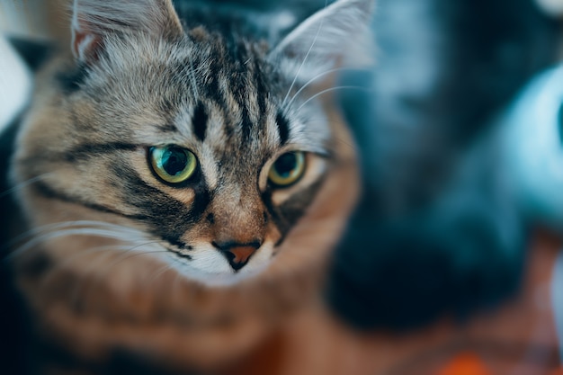 Portrait of striped cat