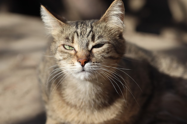 portrait of a striped domestic cat posing on a sunny day outdoors