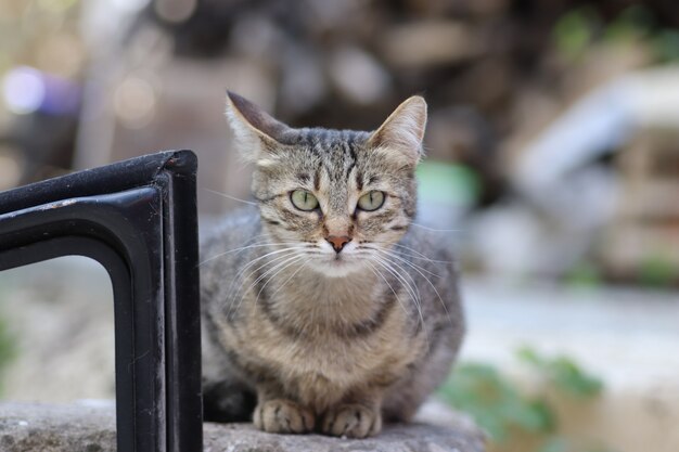 portrait of a striped domestic cat posing on a sunny day outdoors