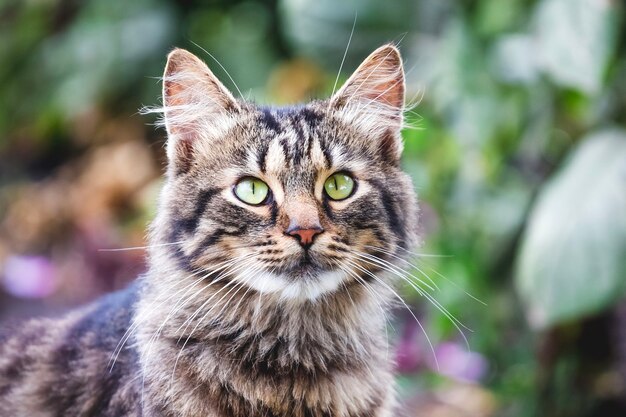 Portrait of a striped fluffy cat that looks closely up