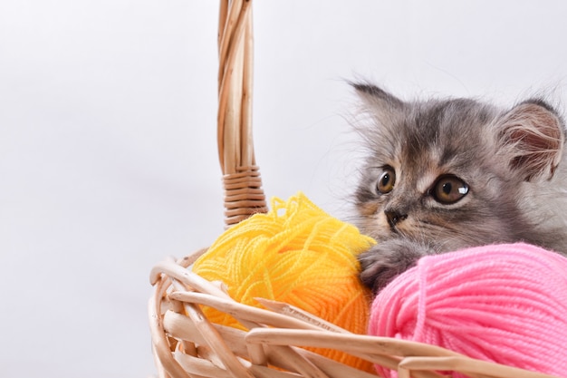 Portrait of a striped gray kitten in a wicker basket. A charming pet.