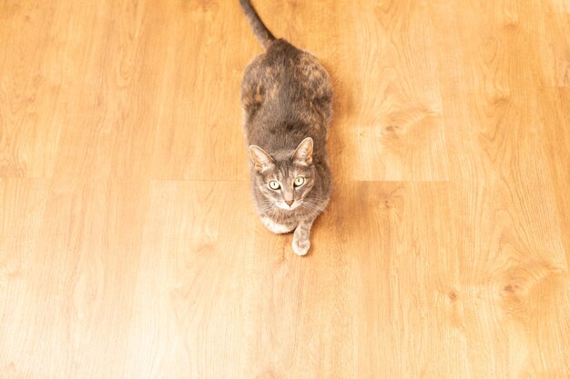 Portrait of a striped grey cat isolated on a wooden floor