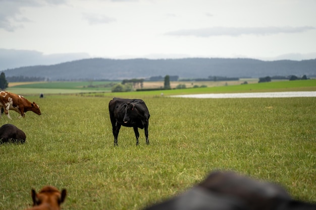 Photo portrait stud dairy cows grazing on grass in a field in australia breeds include friesian holstein jersey stud