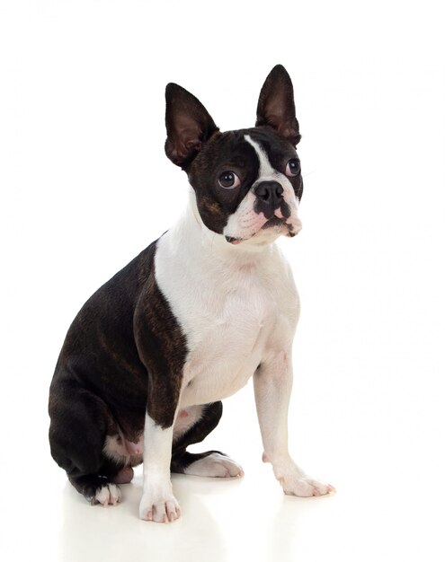 Photo portrait in studio of a cute boston terrier