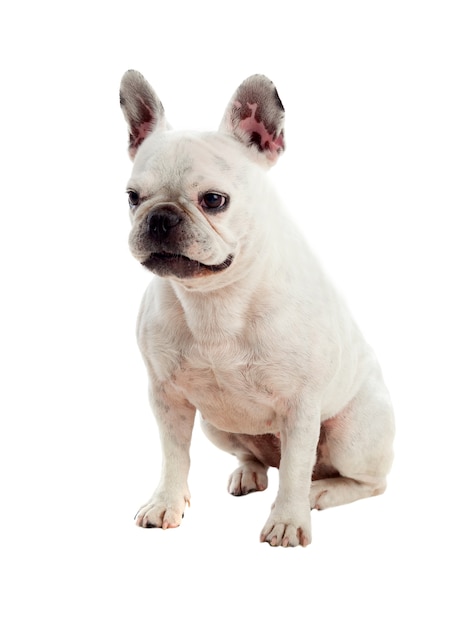 Portrait in Studio of a cute bulldog 