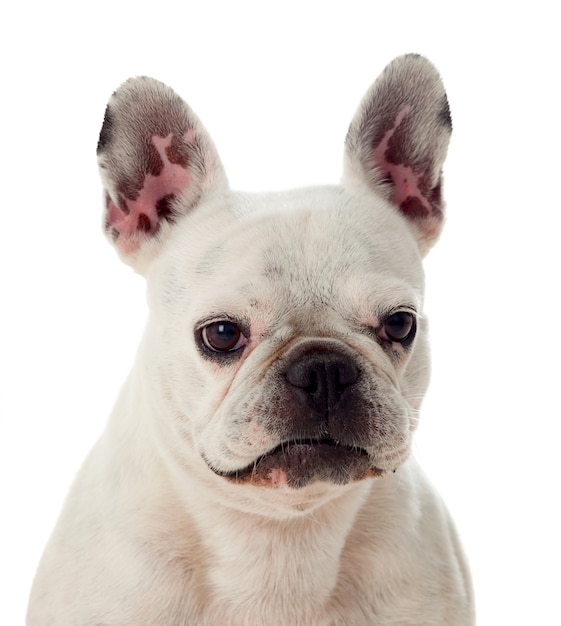 Portrait in Studio of a cute bulldog 