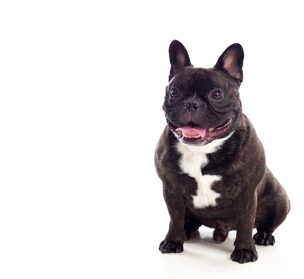 Portrait in Studio of a cute bulldog 