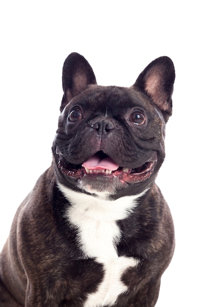 Portrait in Studio of a cute bulldog 