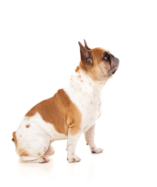 Portrait in Studio of a cute bulldog 