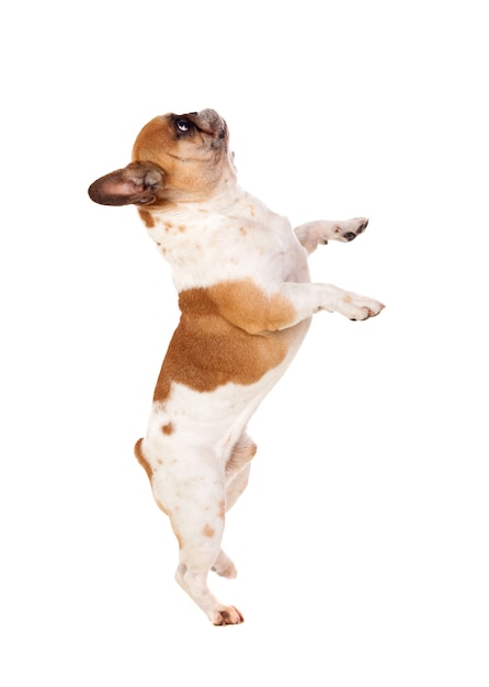 Photo portrait in studio of a cute bulldog