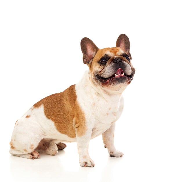 Portrait in Studio of a cute bulldog 