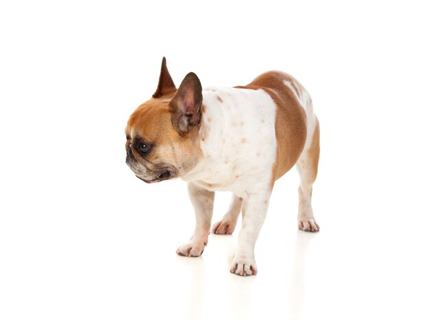 Photo portrait in studio of a cute bulldog