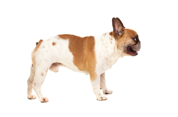 Portrait in Studio of a cute bulldog