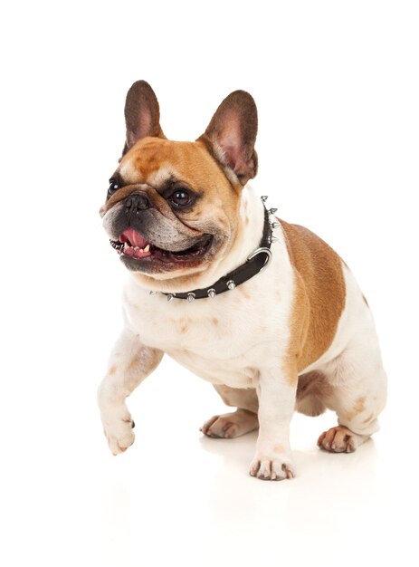 Portrait in Studio of a cute bulldog