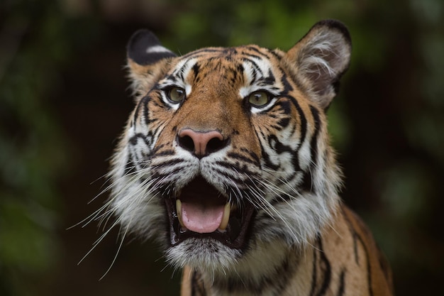 Portrait of Sumatran tiger