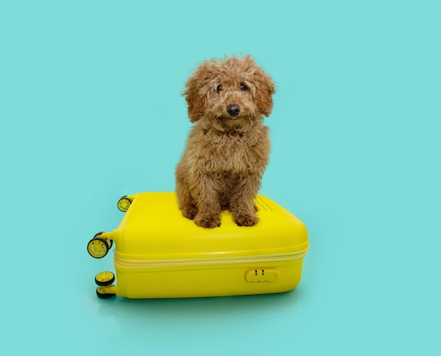 Portrait summer puppy dog going on vacations sitting on a yellow suitcase Isolated on blue green background