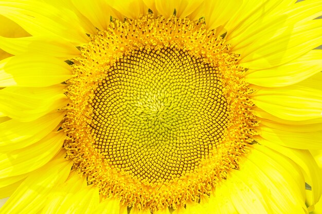 Photo portrait sunflower.