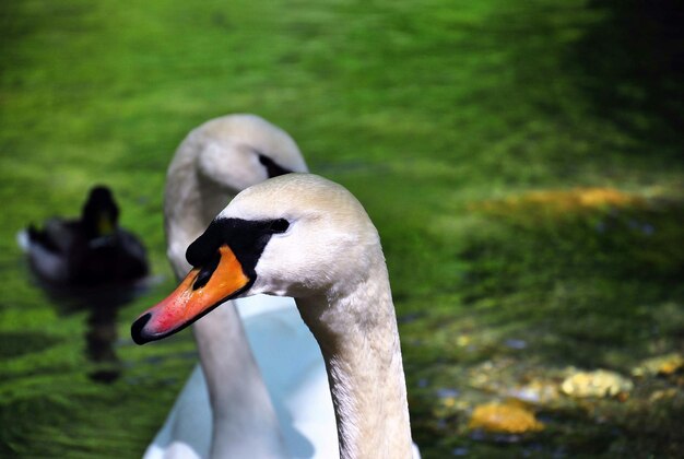 Photo portrait of swan