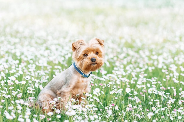 Photo portrait of sweet small little dog yorkshire terrier in collar sitting outdoor on flowers background