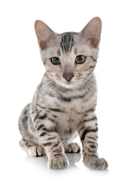 白い背景のタビー猫の肖像画