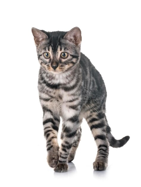 Photo portrait of tabby cat against white background