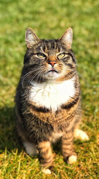 Portrait of tabby cat on field