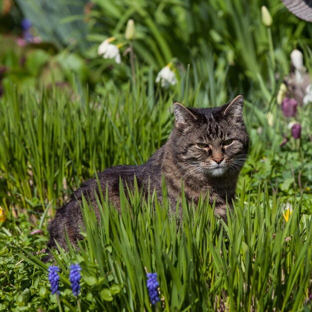 Portrait of tabby cat sitting on grassy field during sunny day