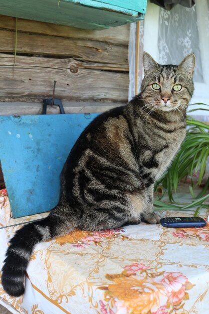 Portrait of tabby cat sitting at home