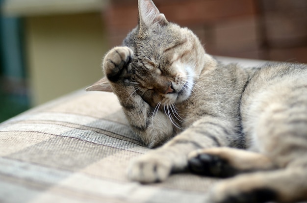 Portrait of tabby cat sitting and licking his hair outdoors and lies on brown sofa