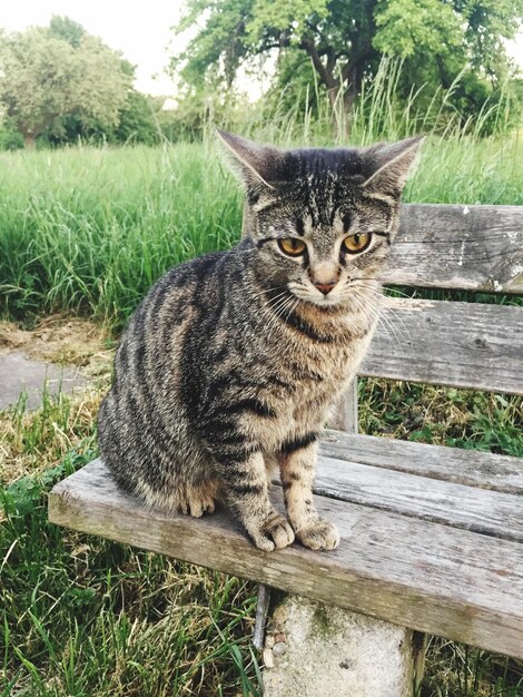 Portrait of tabby cat sitting on wood