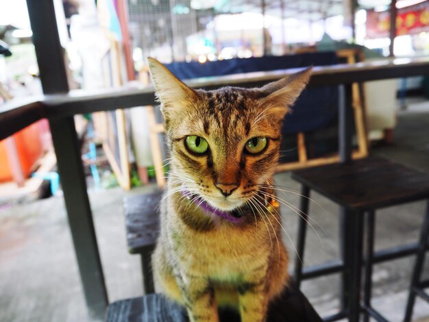 Portrait of tabby cat on table