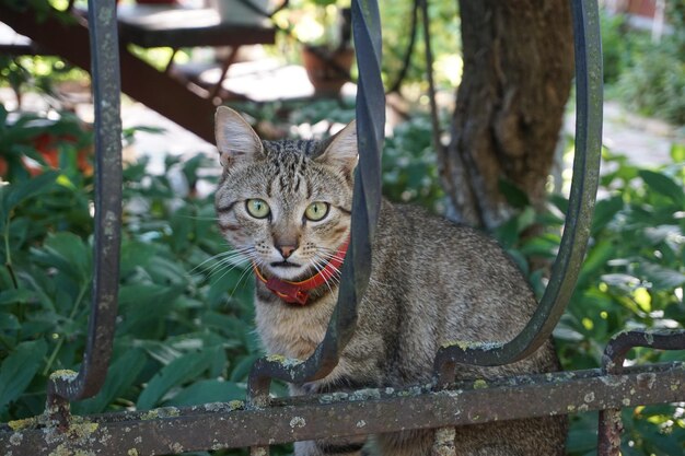 Foto ritratto di un gatto tabby sull'albero