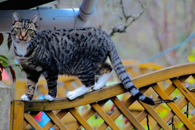 Photo portrait of tabby cat on tree