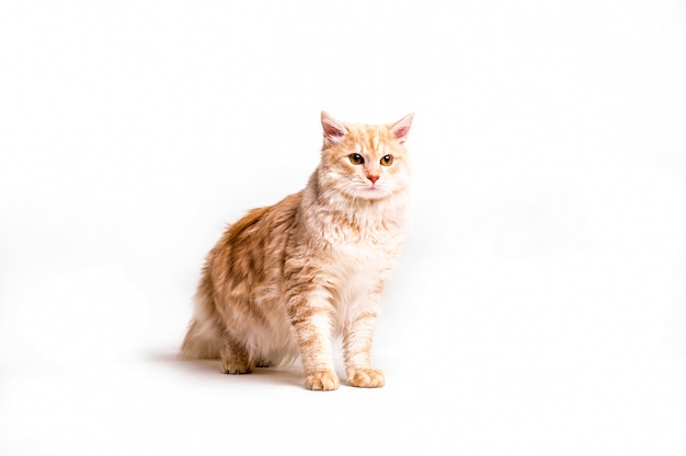 Portrait of tabby cat over white background