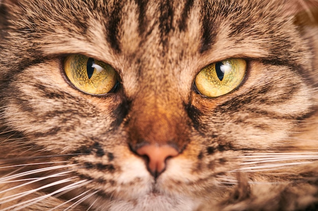 Portrait of tabby cat with green-yellow big eyes, white whiskers and pink nose. Adorable purebred cat eyes, Highland Scottish Fold cat face macro. Fluffy marble domestic cat face close up, studio shot