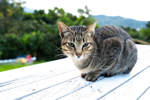 Portrait of tabby cat