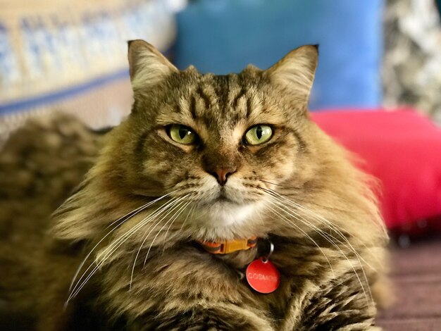 Photo portrait of tabby cat