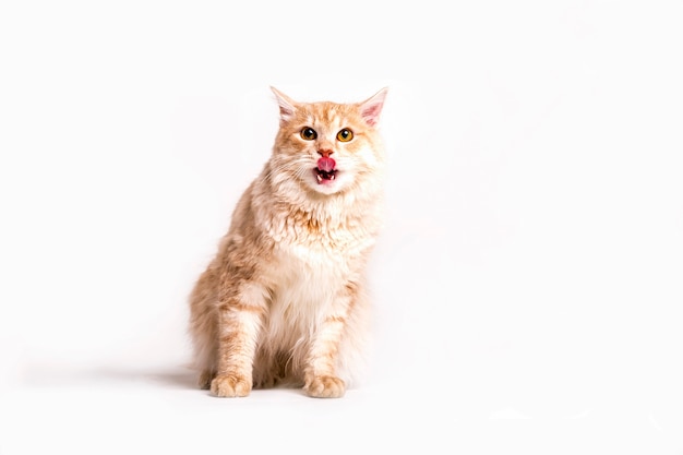 Portrait of tabby cay sticking tongue out