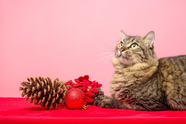 Portrait of tabby kitten with Christmas decoration Pink background