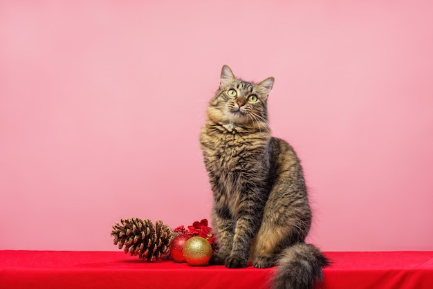 Portrait of tabby kitten with Christmas decoration Pink background