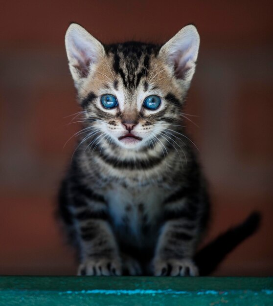 Foto ritratto di un gattino tabby