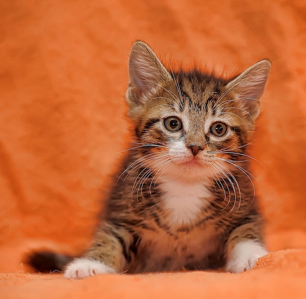 Photo portrait of tabby kitten