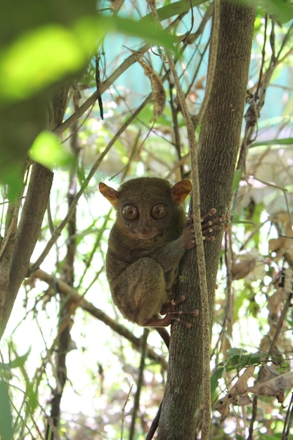 Photo portrait of tarsier on tree