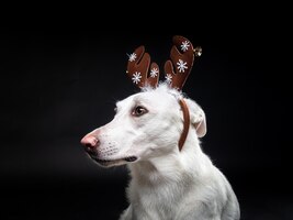 Photo portrait of a thoroughbred dog in a deer antler hat highlighted on a black background